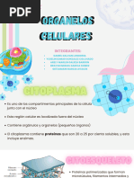 Organelos Celulares