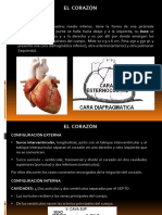 Aparato Cardiovascular