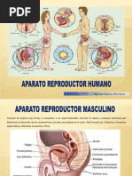 Aparato Reproductor Masculino