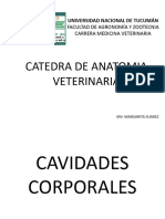 Cavidades Corporales (T-A-P)