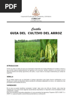 File31 Cartilla Arroz