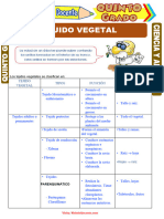 Tejido Vegetal para Quinto Grado de Primaria