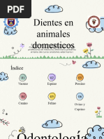 Dientes de Los Animales