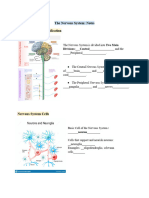 Rodrigo Cantuthe Nervous System NOTES