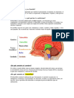 Qué Es El Encéfalo y Su Funciónes