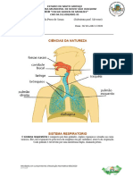 Sistema Respiratório