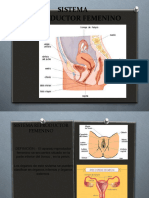 Sistema Reproductor Femenino