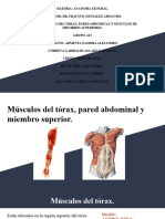 Musculos Torax