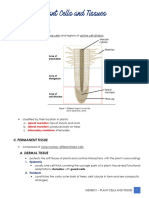 Plant Tissues