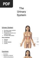 The Urinary System