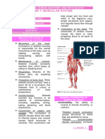 Chapter 7 - Muscular System