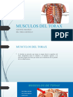 Musculos Del Torax