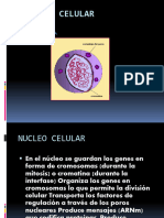 Nucleo Celular