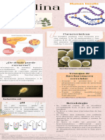 Infografía Sintesis Insulina