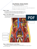 Interacitvo de Renal