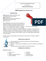 Jaruizd - Guía Práctica Enterococcus y Streptococcus - Definitiva