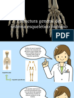 Estructura General Del Sistema Esquelético Humano