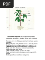 Anatomía de La Planta