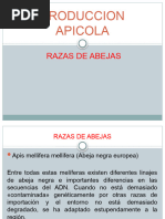 Razas de Abejas