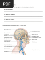 GUIA DE ANATOMÍA SESIÓN 9 Sistema Venoso y Linfático