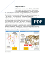 Articulación Escapulotorácica