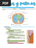 Pleura y Pulmón