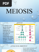 MEIOSIS Y Mitosis