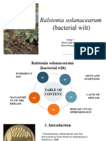 Ralstonia Solanacearum (Bacterial Wilt) PPT Version