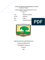 Laporan Praktikum Budidaya Tanaman Jagung Manis (Zea Mays Saccharata Sturt