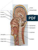 Anatomia Respiratório 3