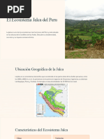 El Ecosistema Jalca Del Peru