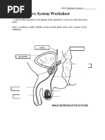 Reproductive Worksheet