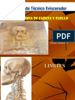 Anatomia Cabeza y Cuello 3