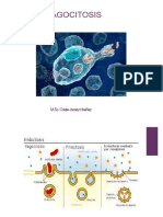 4 La Fagocitosis0001