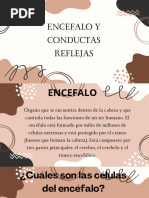 Encéfalo y Conductas Reflejas