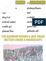 Leaf Structure Amc 1