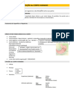 Organização e Construção Do Corpo Humano