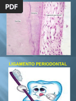 Ligamento Periodontal