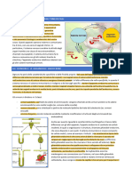 Apparato Endocrino