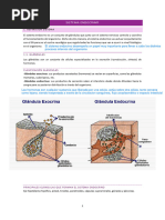 Sistema Endocrino Primera Parte