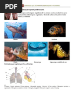 Animales Que Respiran Por Branquias Ypulmones