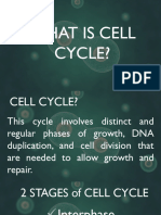 Cell Cycle 2