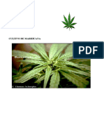 Cultivo de Marihuana Manual Basico de Agricultura