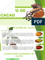 Cultivo de Cacao