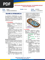 Ficha 20 - Organelas Membranosas