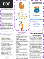 Sistema Reproductor de Una Gallina