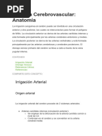 Sistema Cerebrovascular - Anatomía