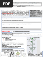 Ficha Tejido Vegetal