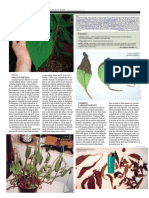 A Folha6-Adenda-Salvia Divinorum