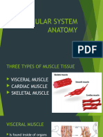 Muscular System Anatomy